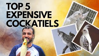 TOP 5 Expensive Cockatiels  A Complete Guide to Cockatiels  Shaikh Tanveer [upl. by Willdon972]