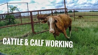 Sorting and Working some crazy Cattle [upl. by Roid367]