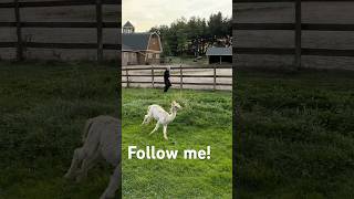 Follow me anywhere💞🦙 alpaca animallove [upl. by Averat]