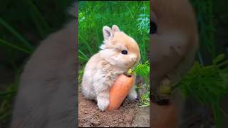 stoat hypnotizes rabbit viral knowledgetak [upl. by Yorgo]