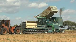 Amadas 9900 CDS peanut harvester unloading on trailer  ACO 270 tractor in South Africa [upl. by Sneve]