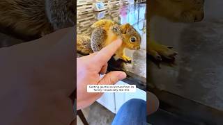 This young woman rescues a baby squirrel 😘 [upl. by Mollee594]