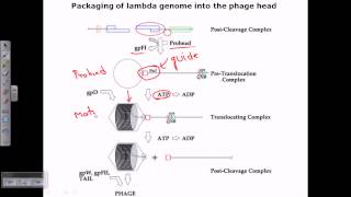 Packaging of a genome in phage head [upl. by Colp]