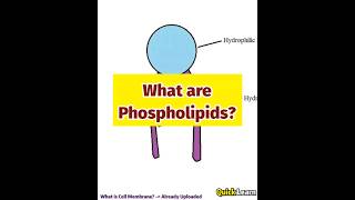 What are Phospholipids Quick Learn biology phospholipids [upl. by Anerbas]