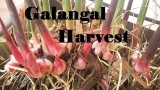 Galangal Harvest What a huge harvest it was [upl. by Rennie]