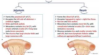 Anatomy of the Small Intestine 2  Jejunum and Ileum  Dr Ahmed Farid [upl. by Naerol]