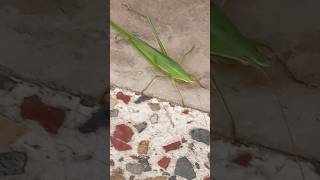 grasshopper 😱 shorts grasshopper insects ssvlog73 viralvideo 7ksubscriber [upl. by Wolford]