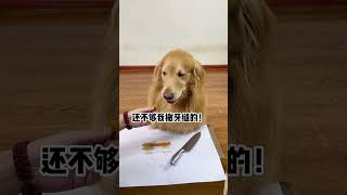 Simba I cant live like this Cute Pet Debut Plan All Things Cute Plan Home Healing Record The dog [upl. by Arded426]