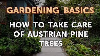 How to Take Care of Austrian Pine Trees [upl. by Atsira]