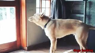 Dog barking to attract dogs  dogs barking to see dogs  barking status 1 [upl. by Zsa Zsa]