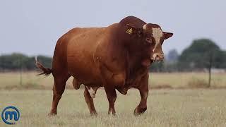 Simbra Stud bull on auction [upl. by Annahpos]