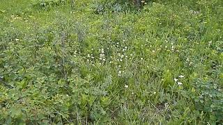 Northern Bedstraw and other Flowers in a Sofa Mountain Meadow [upl. by Slen]