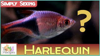 Simply Sexing Harlequin Rasbora How to tell Male from Female [upl. by Aylsworth195]