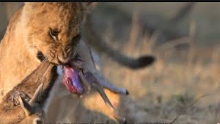 Lions Find Lost Baby Duiker And Eating Alive😞😱 [upl. by Perretta]