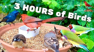 3 HOURS of Birds Bird Sounds and Bird Song  Finches and Softbills [upl. by Edlun]