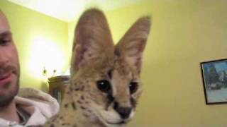 Serval Sounds [upl. by Neelloc889]