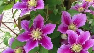 Caring and Propagating Clematis Hybrid [upl. by Eirelav]