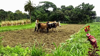 যশোরের কৃষিপ্রধান ধান্যপুরা গ্রাম  A Beautiful Agrobased Village in Bangladesh [upl. by Kirat]