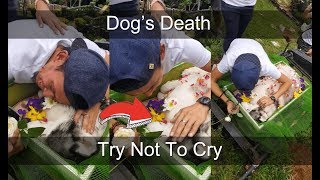 Owner Crying for Dogs Death  Viral Videos 2018 Philippines [upl. by Calida18]