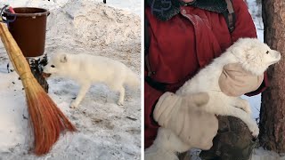 Two Fishermen Make Friends With An Arctic Fox [upl. by Eidderf863]