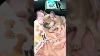 Watch My French Bulldog Puppy Go Crazy for Treats🐶 shorts frenchbulldog hillspetnutritionlatam [upl. by Derte]