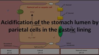 HCl production by parietal cell or oxyntic cell in stomach [upl. by Llehsim]