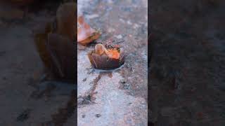 The wasp uses its sharp teeth to crush and enjoy everything Pomacea canaliculata [upl. by Glaser625]