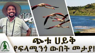 በስምጥ ሸለቆ የሚገኝ ያልተወራለት ውብ ሐይቅ  የአዕዋፋት ዓለም በጭቱ ሀይቅ  ጉዞ ኢትዮጵያ  Guzo Ethiopia NBCETHIOPIA [upl. by Raquel]