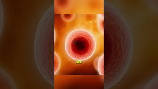 Womans Egg are the lergest cell😱😱 shorts facts viralvideo [upl. by Anastasio]