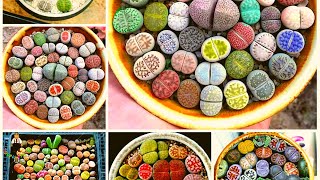 Lithops Care Living Stone Plant [upl. by Brinkema313]