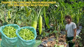 HARVEST NG SILI [upl. by Blumenfeld]