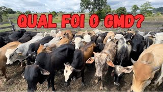 ⚠️Hoje foi dia de Pesagem 44 garrotes [upl. by Ferne]