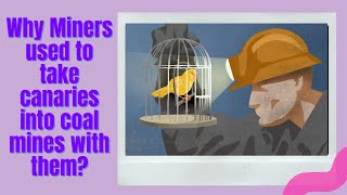 Why miners used to take canary birds into coal mines with themvideos viral youtubebirds [upl. by Denys799]