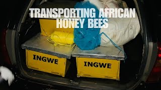 Beekeeping In Kenya Transporting African Honey Bees beekeeper [upl. by Joachim]