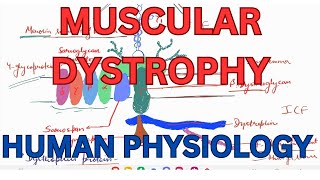 Muscular dystrophy Duchenne muscular dystrophy Beckers and Limb GIrdle muscular dystrophy [upl. by Pandich]