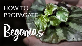 How to Propagate Begonias from leaves and stem cuttings [upl. by Silloc]