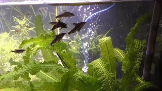 Corydoras Barbatus and Japanese Rice Fish Eggs  Fish Room Update Ep 52 [upl. by Donaugh342]