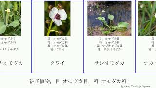 被子植物 目 オモダカ目 科 オモダカ科 angiosperms Light カラフトグワイ ナガバオモダカ Alismatales Alismataceae エキノドルス ミズヒナゲシ [upl. by Upshaw935]