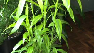 Dracaena sanderiana  Lucky Bamboo [upl. by Noyek837]