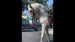 Desfile de la herencia hispana [upl. by Esenwahs]