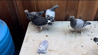 NEW Custom Pigeon Bands  Showing Youngsters [upl. by Riordan923]