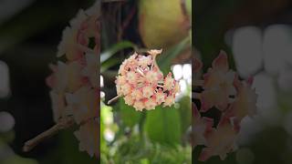 My hoya chicken farm is blooming Finally hahaha this girl had been through a lot 😵😂 shorts hoya [upl. by Quinby408]