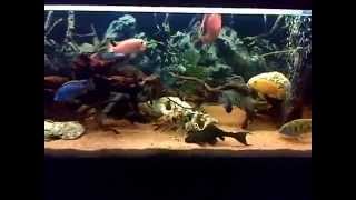 Cichlids Community Tank [upl. by Irami392]