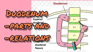 Parts and relations of duodenum [upl. by Yojenitsirk]