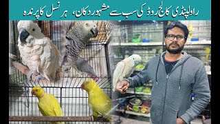 Birds Latest Price 2024  Rawalpindi College Road Famous Birds Shop birds birdshouse youtube [upl. by Marilla]