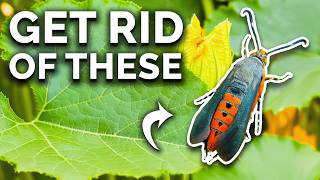 Get Rid Of Squash Vine Borers For Good [upl. by Accebor]