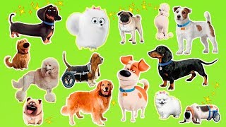 Learn the cartoon dogs breeds  Popular cartoon dogs from The secret life of pets [upl. by Eellac]