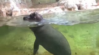 Hippos Swimming Under Water  Natural World  Crazy Vlog [upl. by Yttik353]