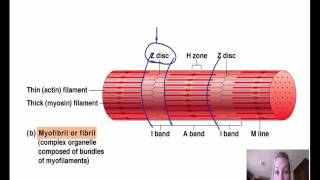 029 microscopic anatomy myofibril [upl. by Gord]