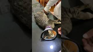 Rabies cat vaccine injection veterinaryclinic cat shortvideo [upl. by Clancy]